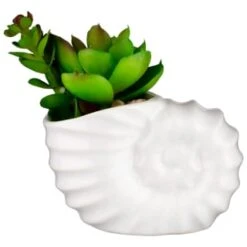 B&M Scandi Shore Small Shell Succulent 17 B&M Scandi Shore Small Shell Succulent -Kitchen and Tableware Store 380110 small shell succulent
