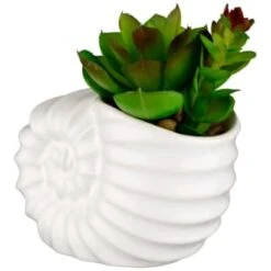 B&M Scandi Shore Small Shell Succulent 14 B&M Scandi Shore Small Shell Succulent -Kitchen and Tableware Store 380110 small shell succulent 3