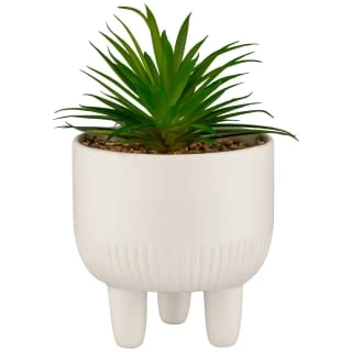B&M Scandi Shore Succulent In White Pot 3 B&M Scandi Shore Succulent In White Pot