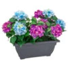 Bloom Basic Window Box - Hydrangea 1 Bloom Basic Window Box - Hydrangea -Kitchen and Tableware Store 392827 basic window box hydrangea