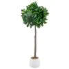 Bloom Premium Bay Tree 2 Bloom Premium Bay Tree -Kitchen and Tableware Store 392873 premium bay tree