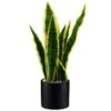 B&M Snake Plant In Pot -Kitchen and Tableware Store 394719 snake plant in pot