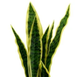 B&M Snake Plant In Pot -Kitchen and Tableware Store 394719 snake plant in pot 2